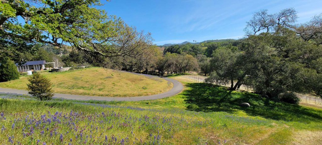 residential hillside with a winding driveway set among greenery and flowers